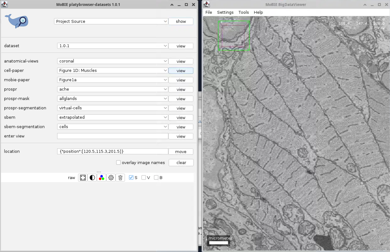 MoBIE Example Dataset